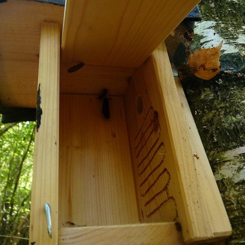 spettmann-kahr-referenzen-umwelt-haselmaus-3